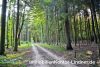 VERKAUFT: Wald, Forstwirtschaftliche Flächen - Waldflächen